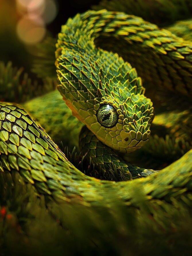 This is in my opinion the most beautiful reptile (Atheris squamigera) - 9GAG