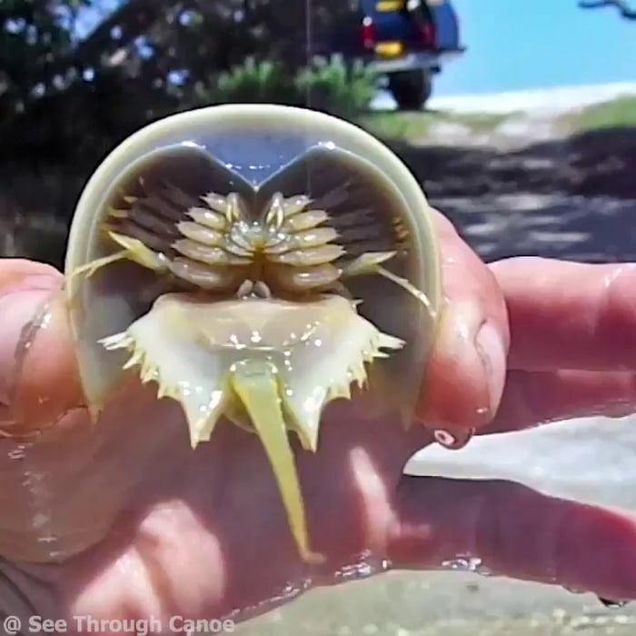 Horseshoe crab has 10 eyes, 12 claws and blue blood worth $15k per ...