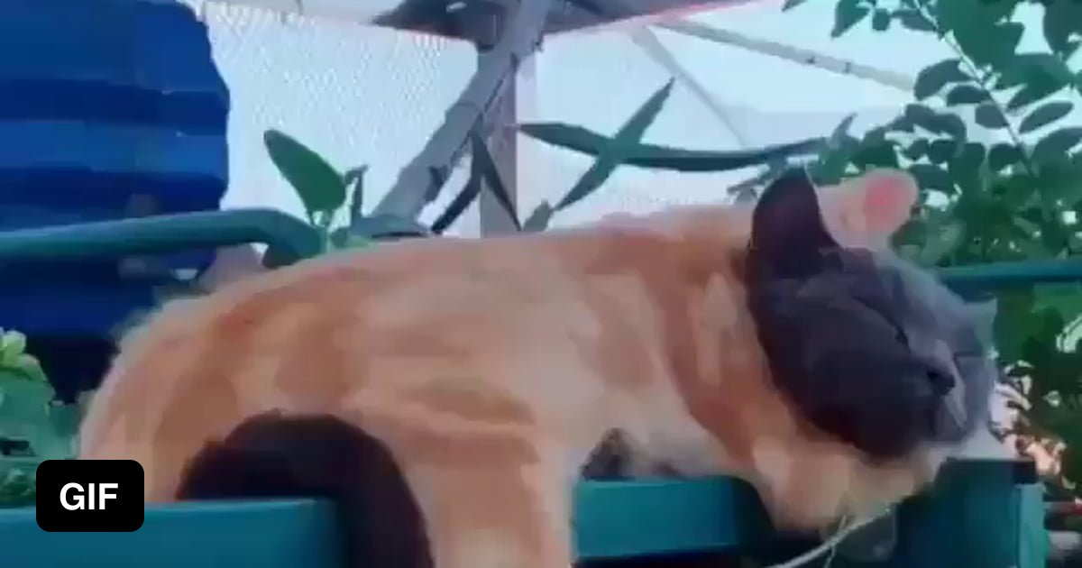 Cats Are Weirdos 9GAG cats-are-weirdos-9gag