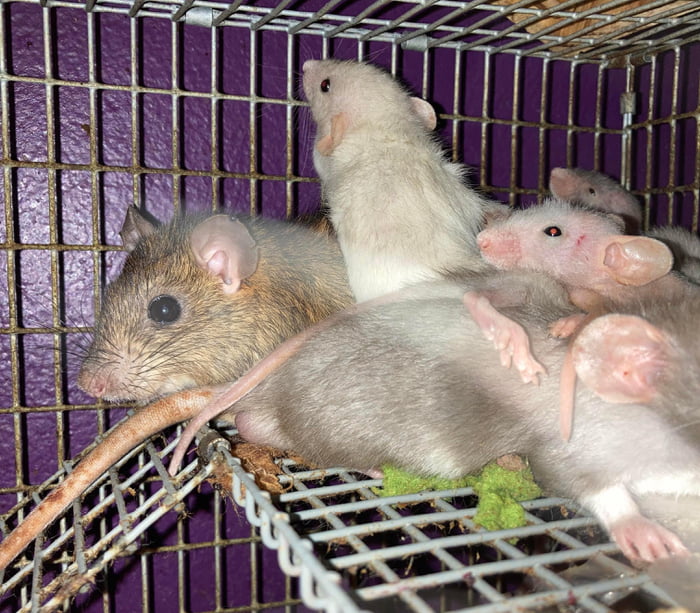 baby roof rat - Ilustrasi 2