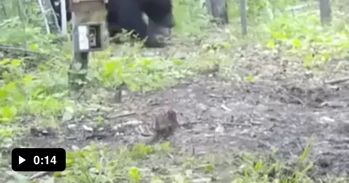 Bear meets Mirror 9GAG