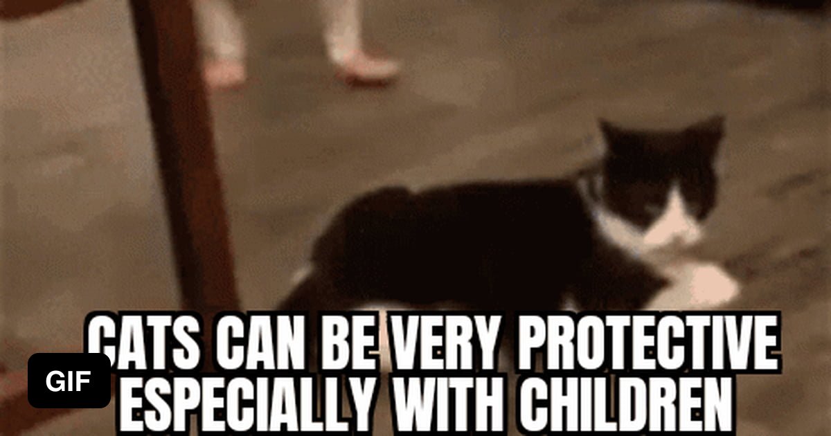 Cats get a bad rep. 9GAG