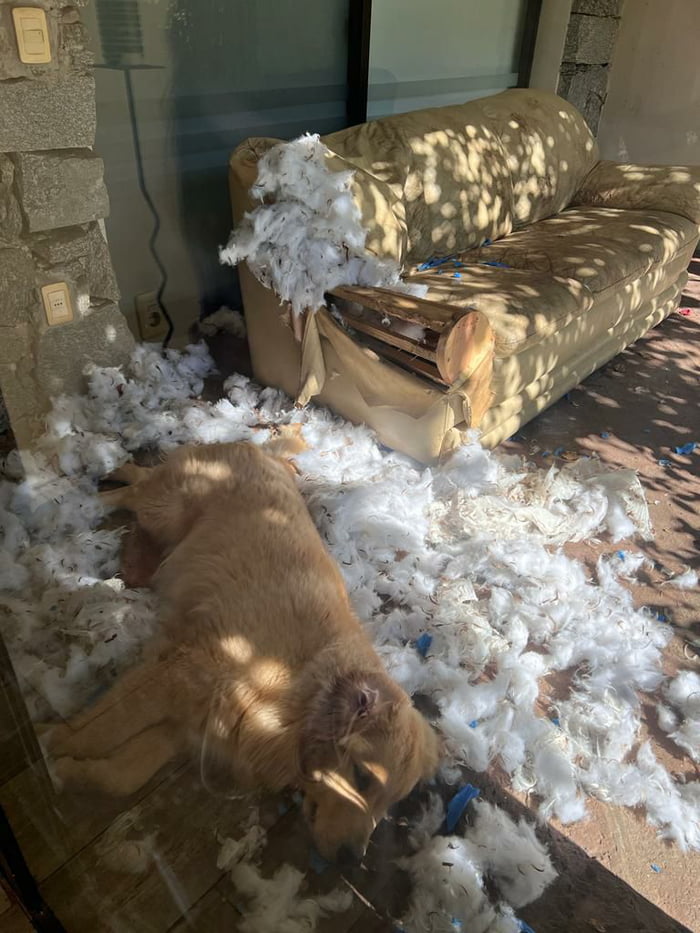 Get a dog they said... I