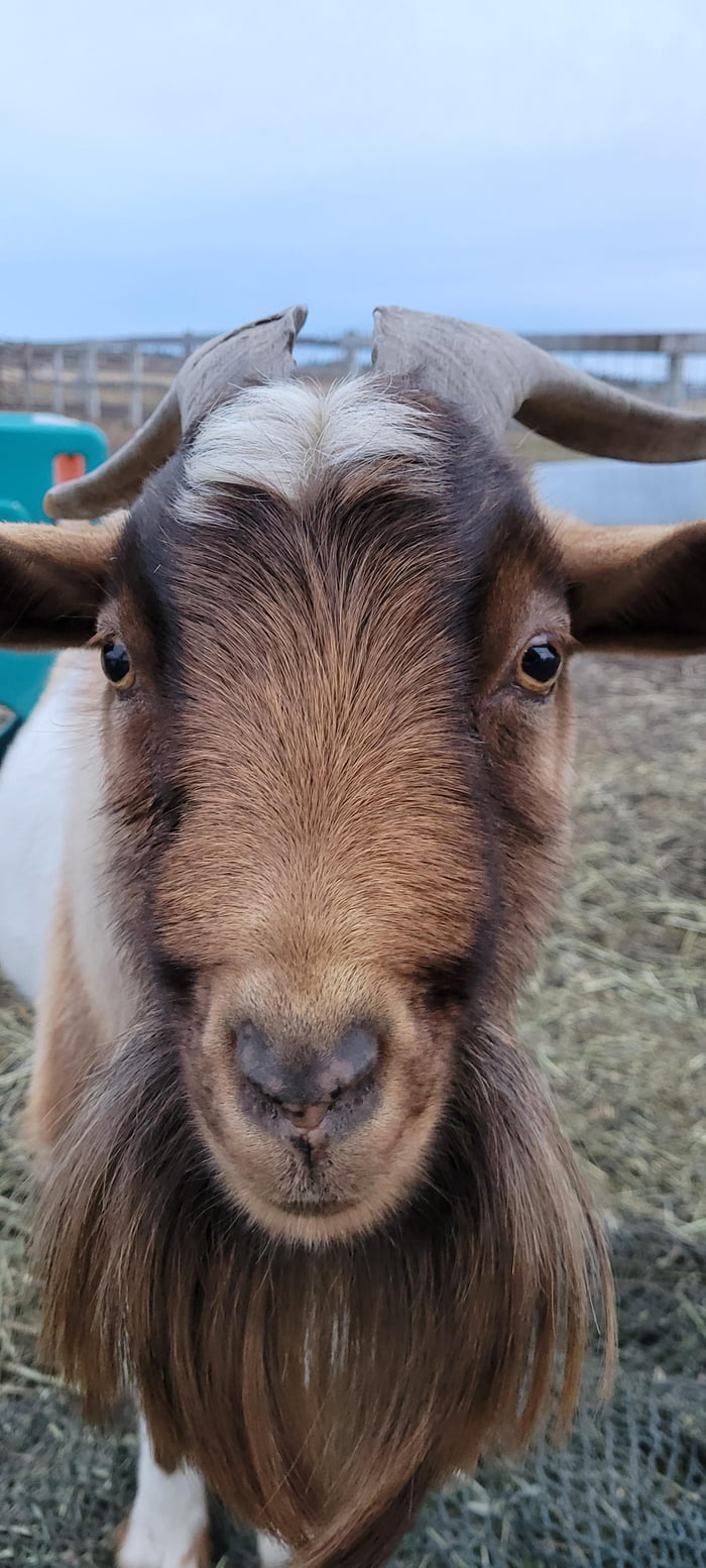 An awesome goat some friends have. - 9GAG