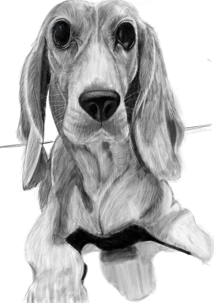 Beagle drawing... - 9GAG