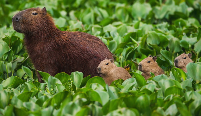 Capybaras (from Wikipedia) - 9GAG