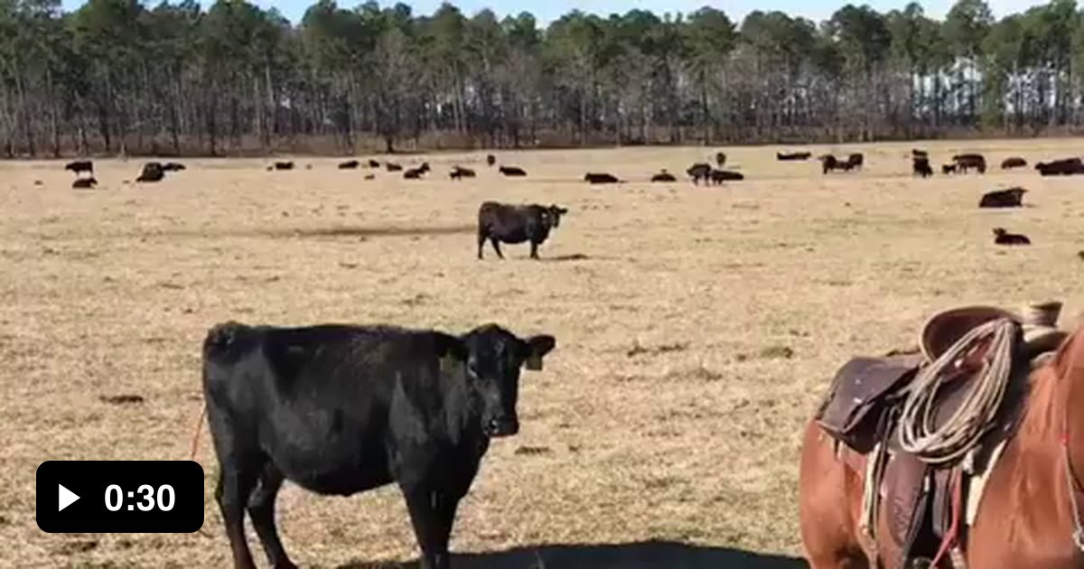 A horse protecting his owner from a cow whilst he tags its calf 9GAG