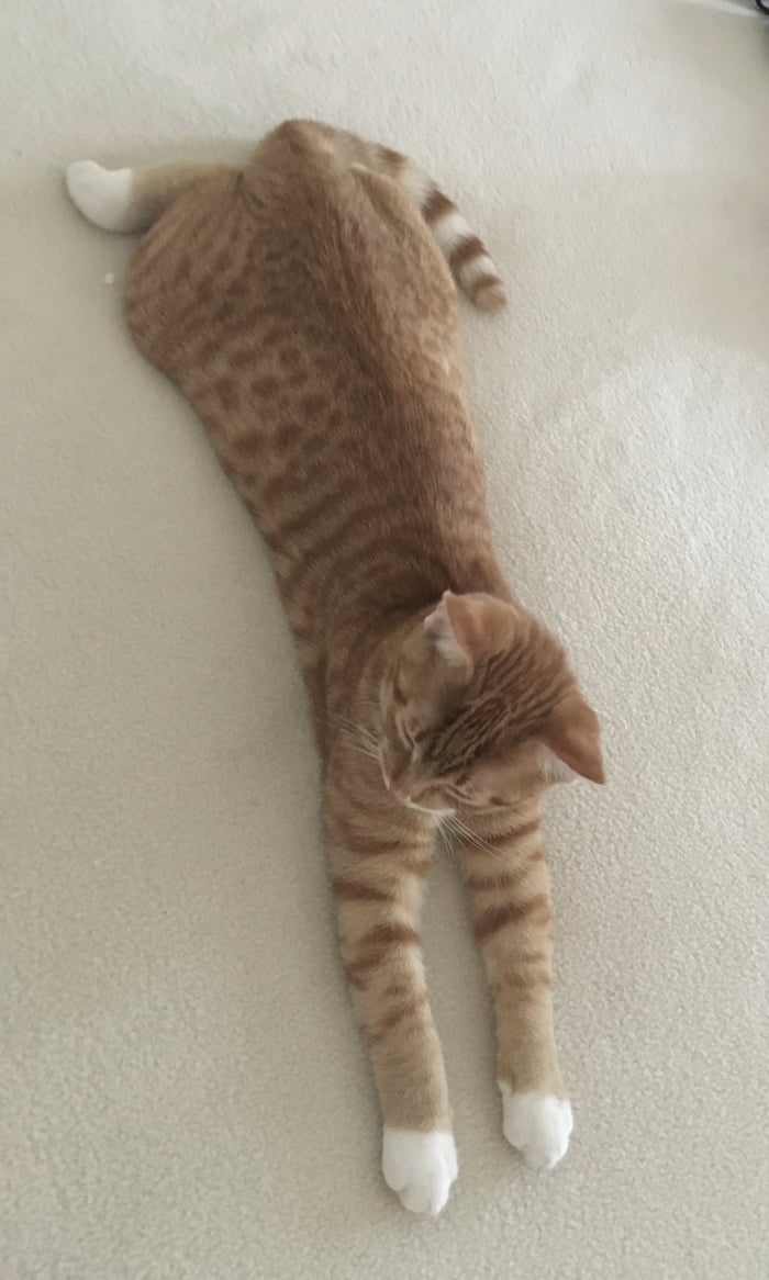 Does Your Cat Lay Down Like This 9GAG