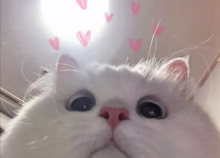 Happy Cat day Everyone. - 9GAG