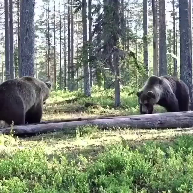 Two grizzly bears settling a score.
