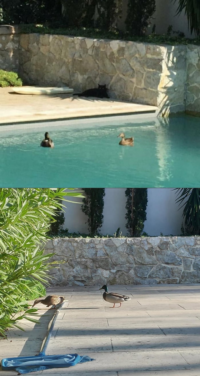 the-ducks-at-the-park-are-free-meme-made-me-think-about-the-couple-of