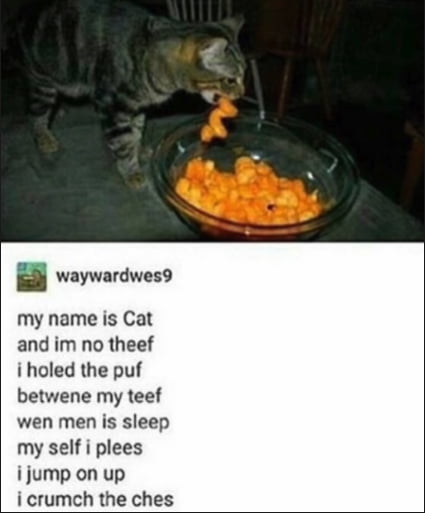 cat cheetos