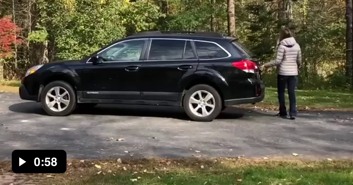 Stella the dog jumping in leaf piles 9GAG