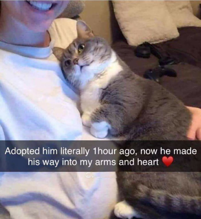 The look I want my cat to give me 9GAG