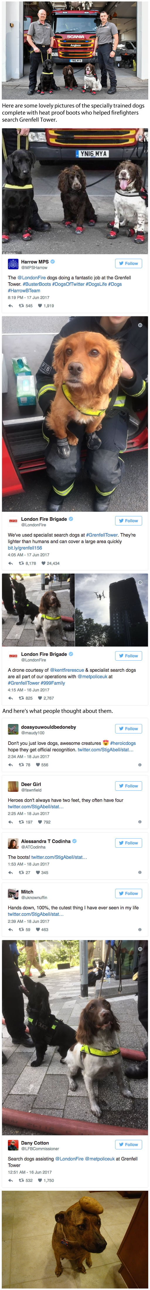 Hero dogs who helped during the Grenfell Tower rescue