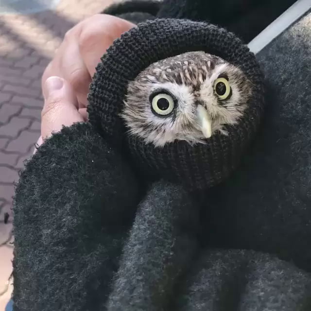 Owl staying warm 9GAG