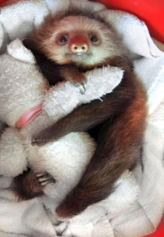 cuddly sloths