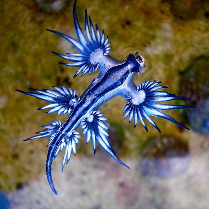 Glaucus atlanticus - 9GAG