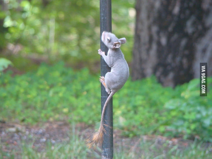 hairless squirrel