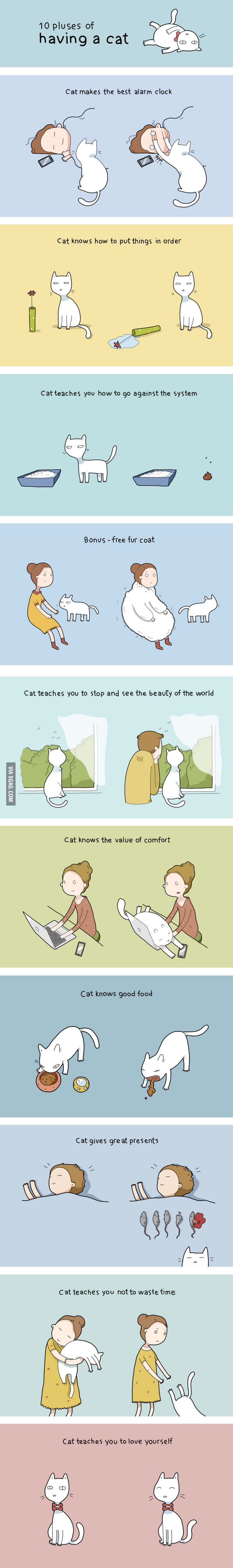 10 Benefits Of Having A Cat
