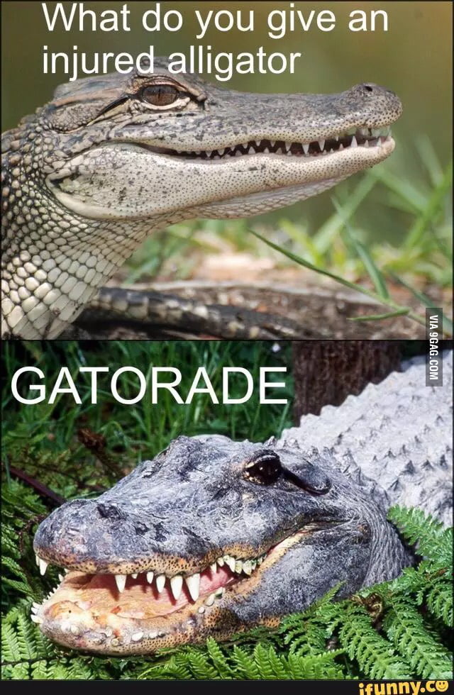 Alligator puns - 9GAG