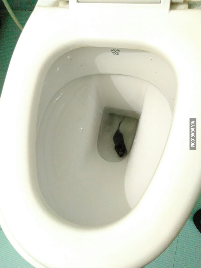 Yes! That\'s a sad little rat in the toilet bowl :3 - 9GAG Yes! That\'s a sad little rat in the toilet bowl :3 - 9GAG