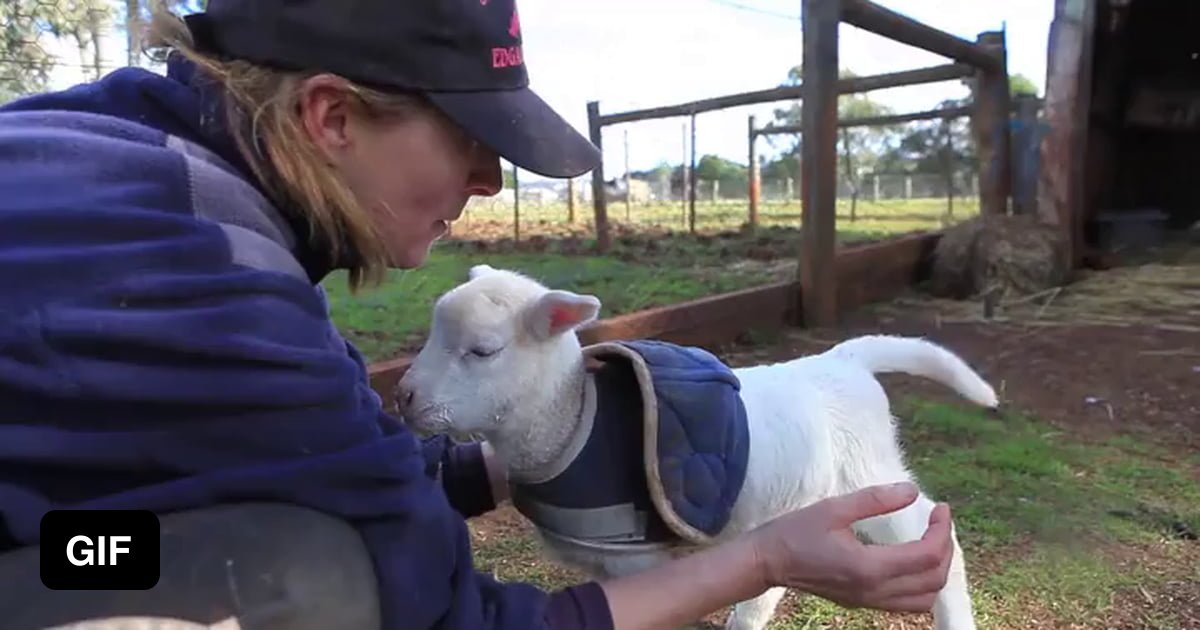 Lambs have on/off switches - 9GAG