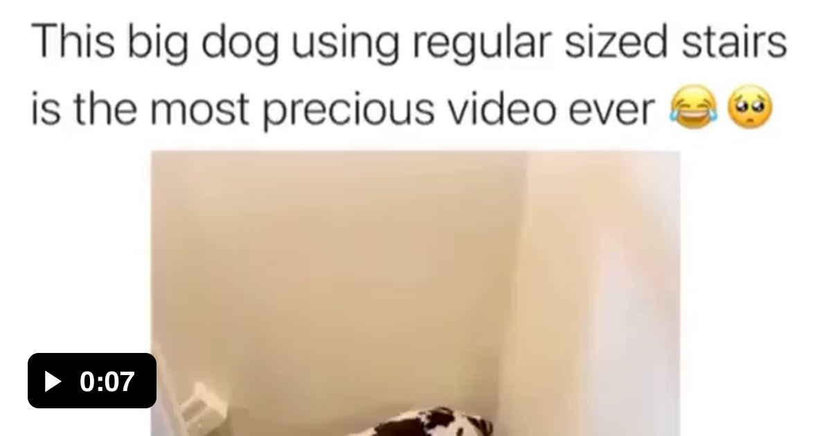 This big dog going down these stairs 9GAG