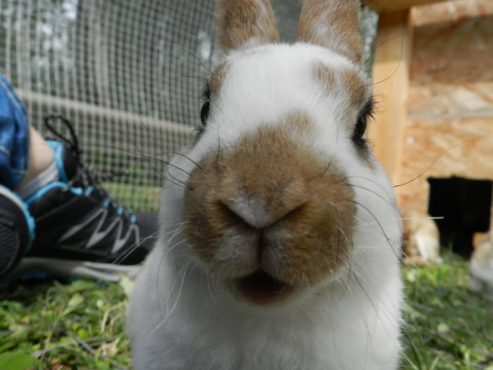 Shocked bunny face 9GAG