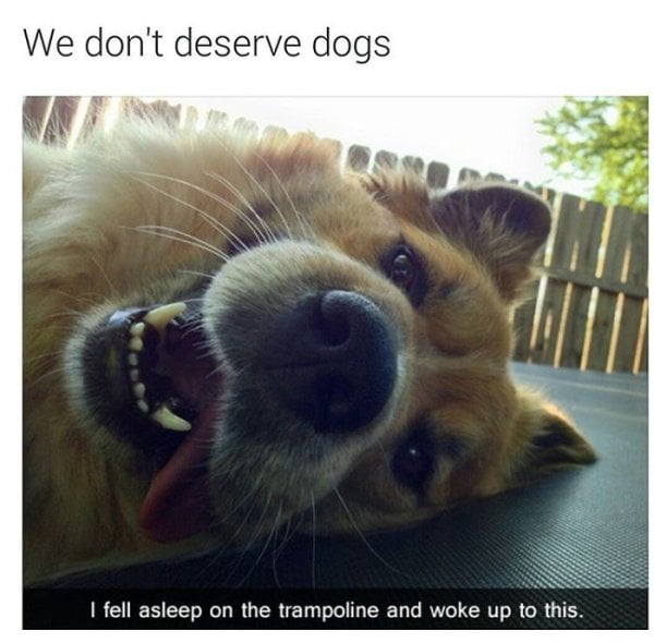 We don't deserve dogs - 9GAG