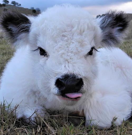 tiny-cow-is-adorable-9gag
