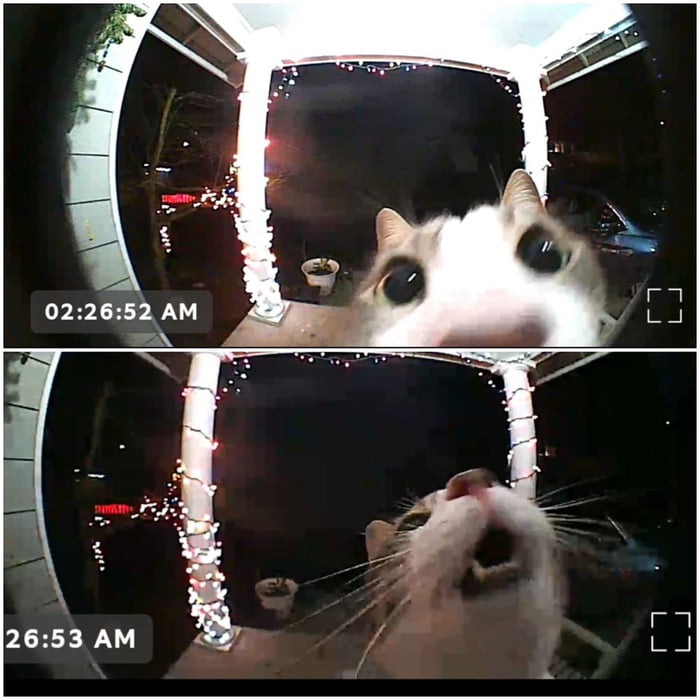 Cat activated the video doorbell after being locked outside - 9GAG