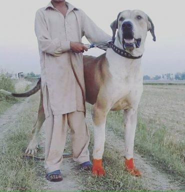 are bananas good for the bully kutta