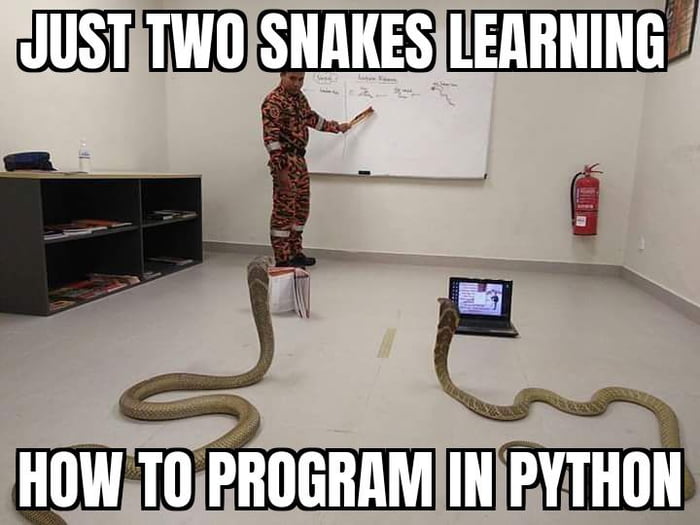 Evening python - 9GAG