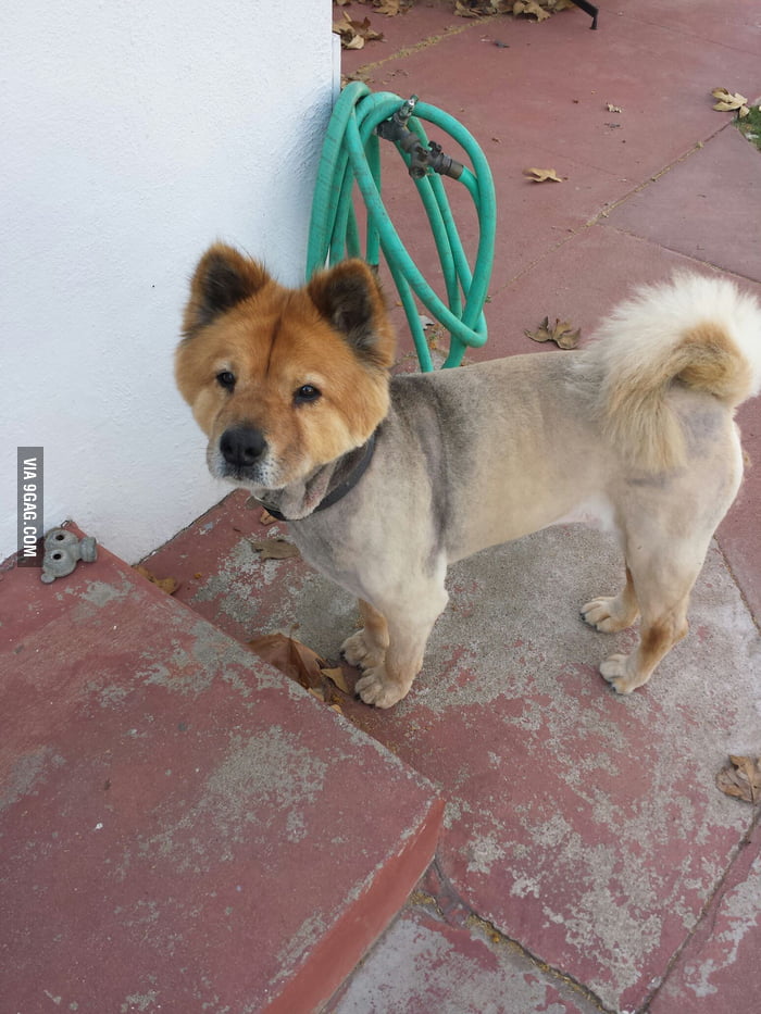 Shaved chow chow dog sale