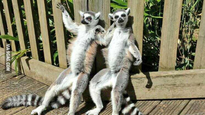 You know, just catching some rays - 9GAG