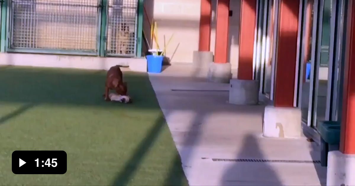 Chihuahua plays dead while being attacked by pit bull at animal shelter ...