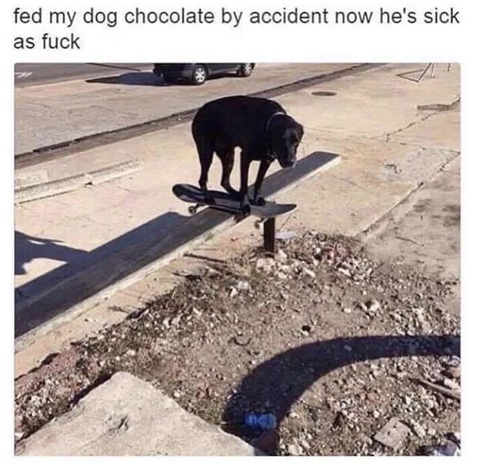 Somebody call a vet this dog is sick 9gag