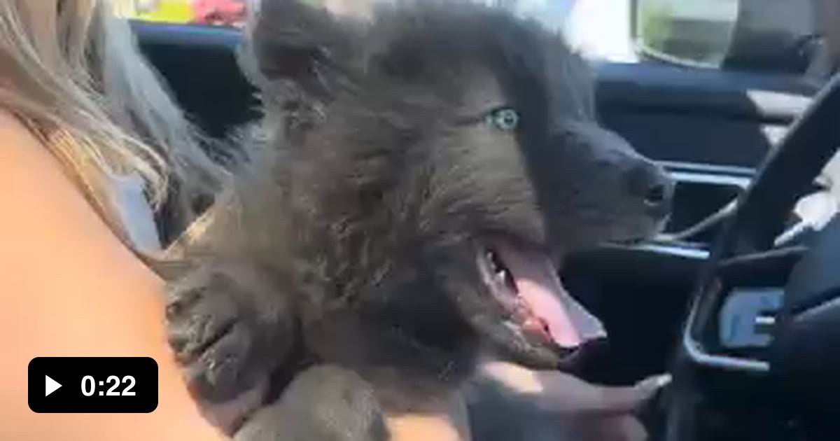 Wolf pup howling - 9GAG