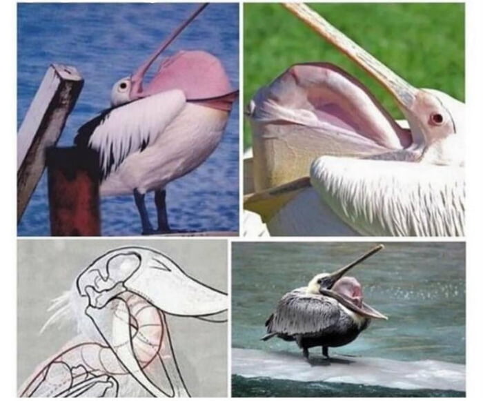 Pelicans stick their spine out of their mouths to cool off - 9GAG