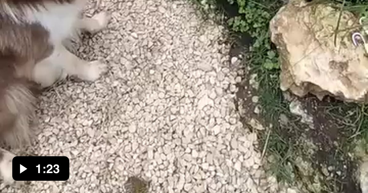 Turtle Retrieving Dogs Good boy helps retrieving the hidden turtle! - 9GAG