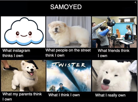 samoyed 101