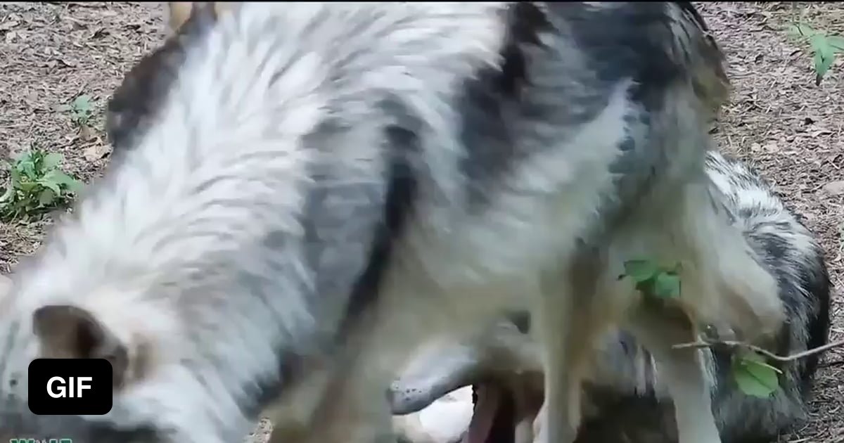 Just a tiny baby wolf playing around (this time it's really a wolf) - 9GAG
