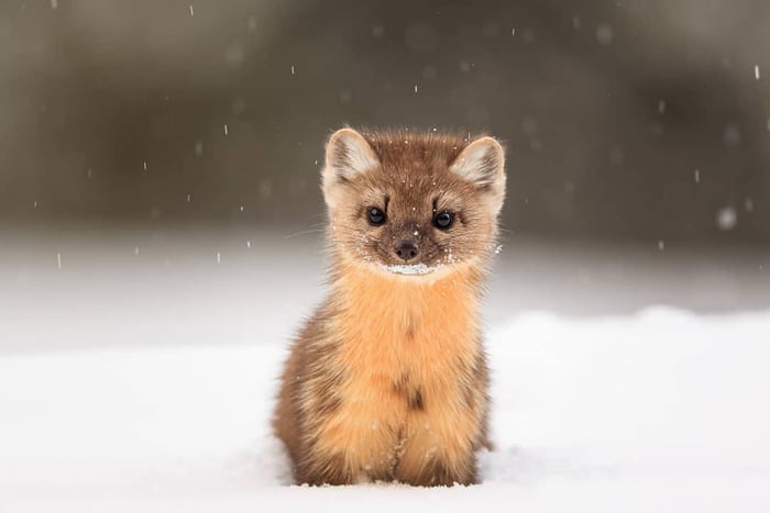 pine marten soft toy