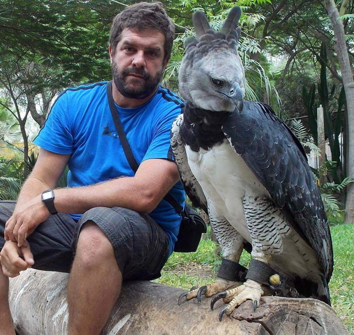 Extremely rare. The harpy eagle has a wingspan of over 7 feet! - 9GAG
