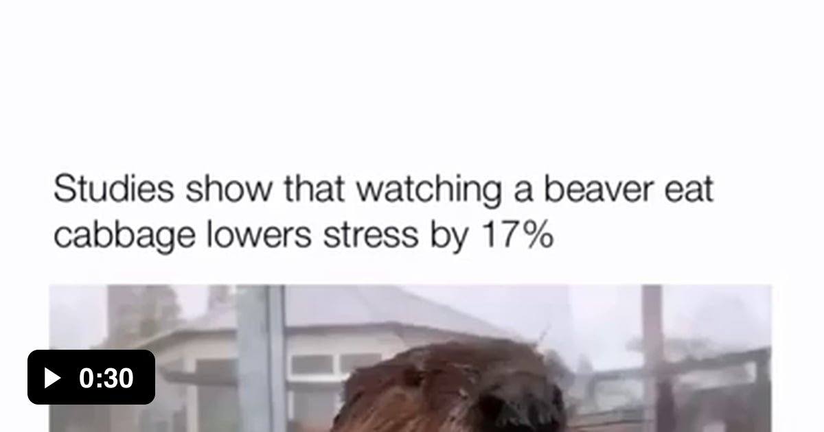 Just a beaver eating cabbage... 9GAG