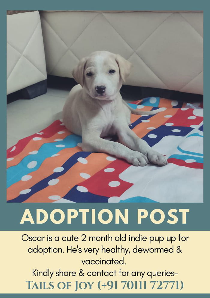 Tum Log Ko Mera Salaam Thanks To All Those Who Shared All The Pups Got Adopted Only This