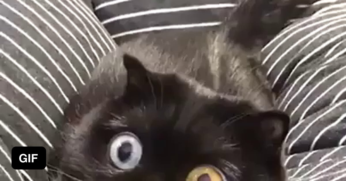 Dilating eyes of this cat is just mesmerizing - 9GAG