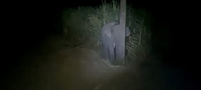 This baby elephant caught eating sugar cane trying to hide behind a