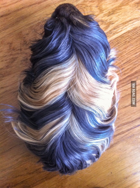 I Think My Guinea Pig Has The Most Beautiful Natural Hair Ever 9gag